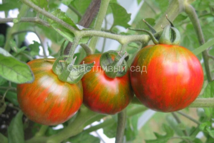 Val’s Black Striped (Вэл черный полосатый)