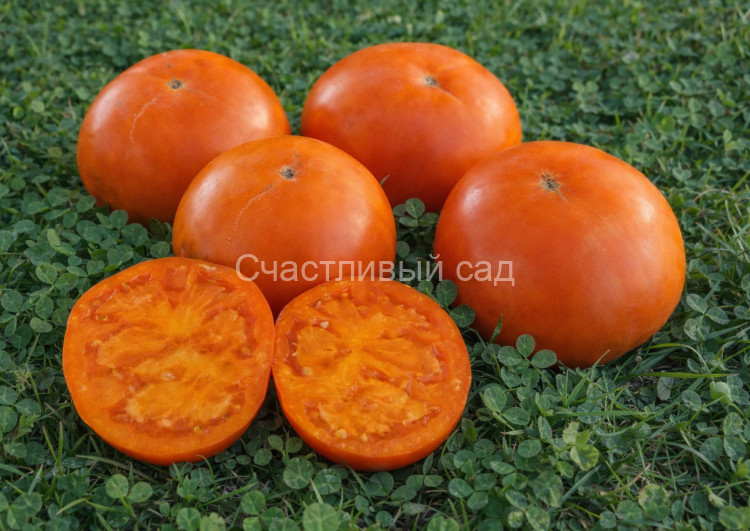 Туапсинский апельсин