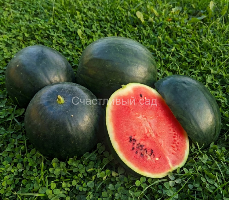 Арбуз Черногорец