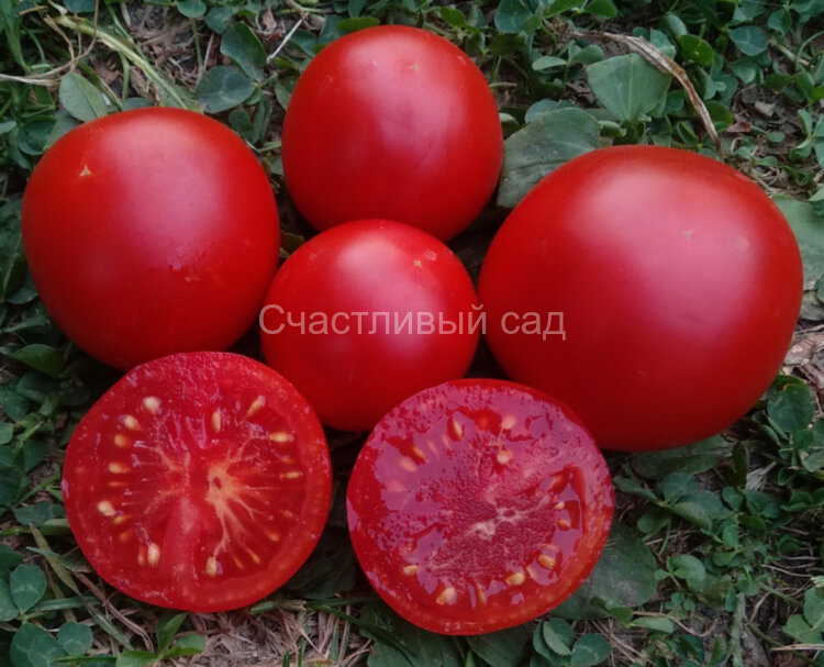 Clare Valley Red (Гном Красная Долина Клэр)