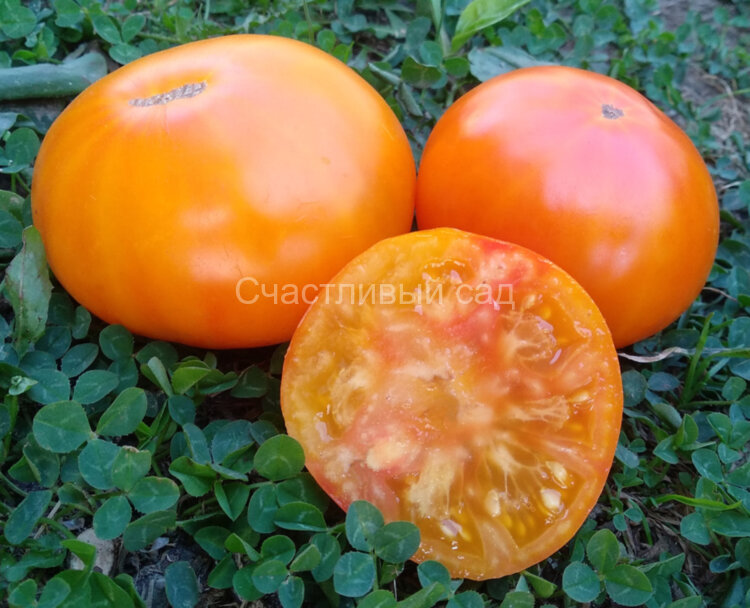 Молдавский великан