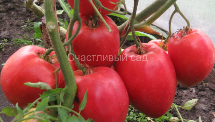 Кенигсберг сердцевидный