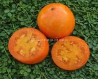 Топ модель (Top model)