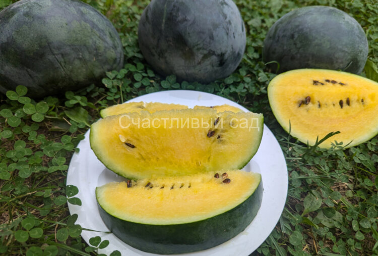 Арбуз Чудо-ягода
