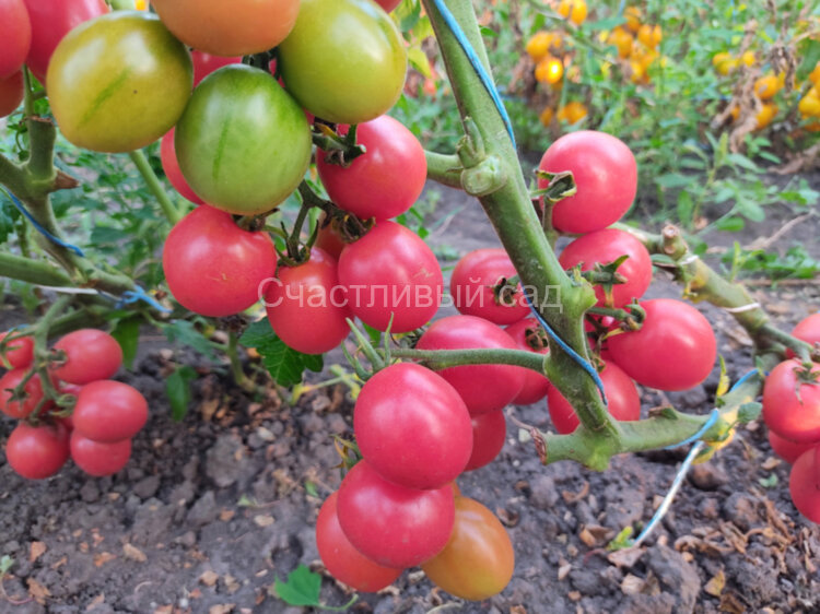 Dwarf Bendigo Drop (Гном Бендиго Дроп)