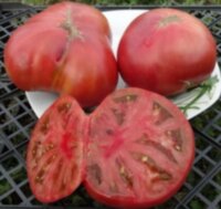 Rosella Purple (Розелла Пурпле)