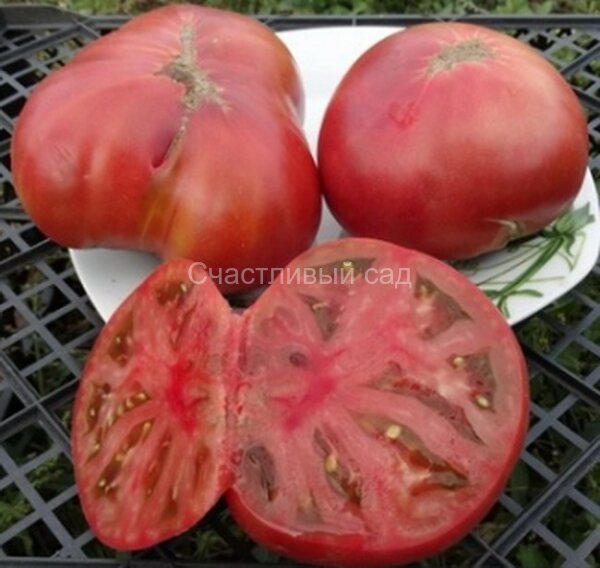 Rosella Purple (Розелла Пурпле)