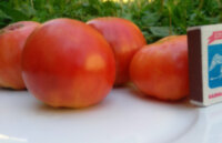 Царский подарок (Царский Дар, Tsar's Royal Gift)