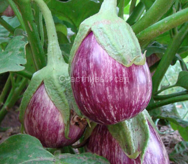 Баклажан Apsara