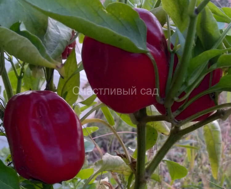 Перец Красный Марс