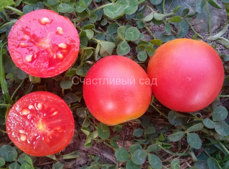 Dwarf Bendigo Rose (Гном Бендиго Роуз)