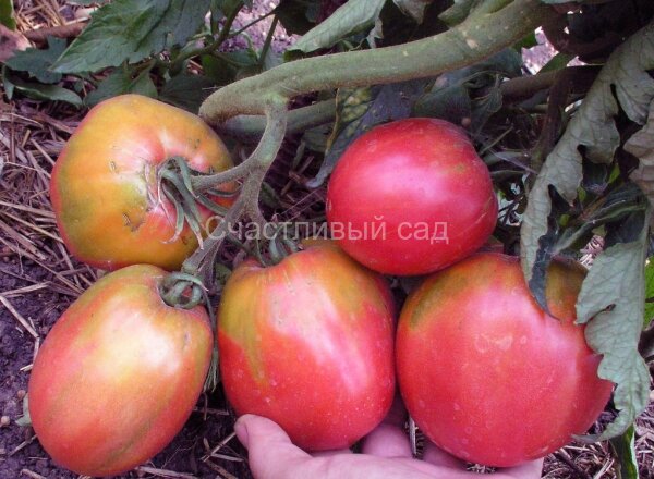 Розовый фламинго