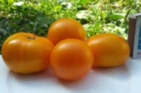 Sean’s Yellow Dwarf (Желтый Гном Шона)