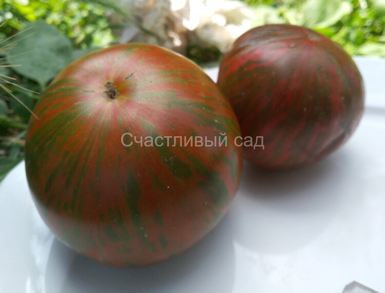 Зебра Эзель (Zebra Ezel)