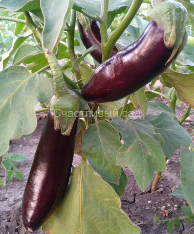 Баклажан Long Violet