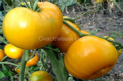 Рон Фрэнсис (Ron Francis)