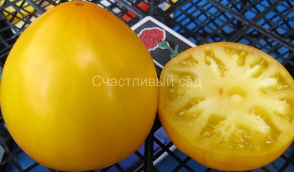 Лунный восторг (Лунная радость)