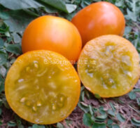 Shamrock (Трилистник)