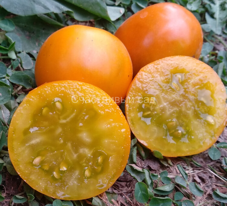 Shamrock (Трилистник)