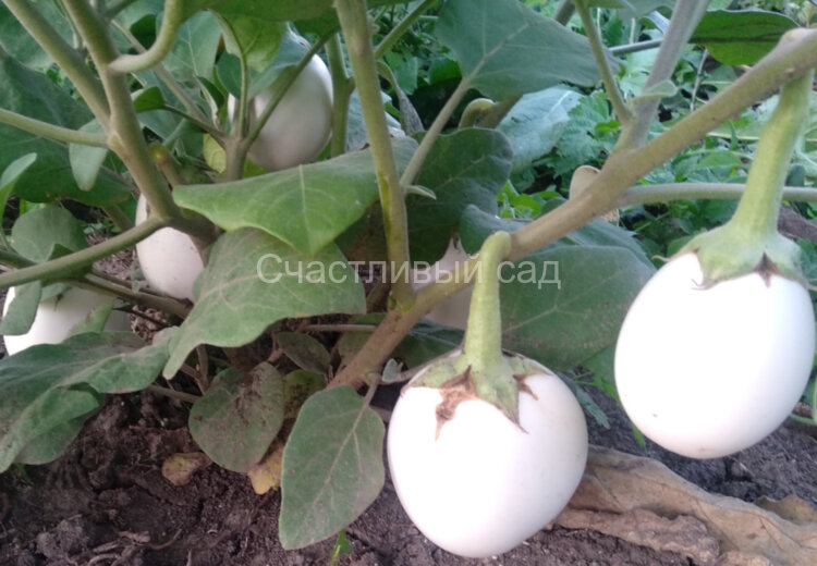 Баклажан Белое яйцо (White Egg)