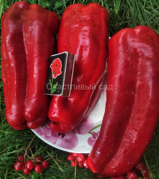 Перец Мамонтенок Перец Мамонтенок