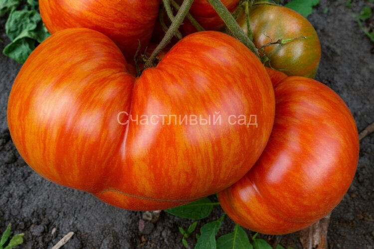 Don’s Double Deliant (Двойной восторг Дона)