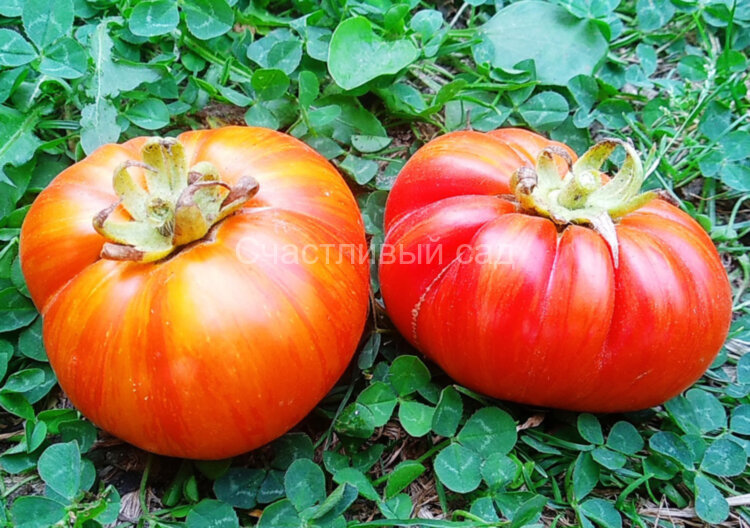 Cherokee Tiger large red dwarf (Гном Чероки большой тигр красный)