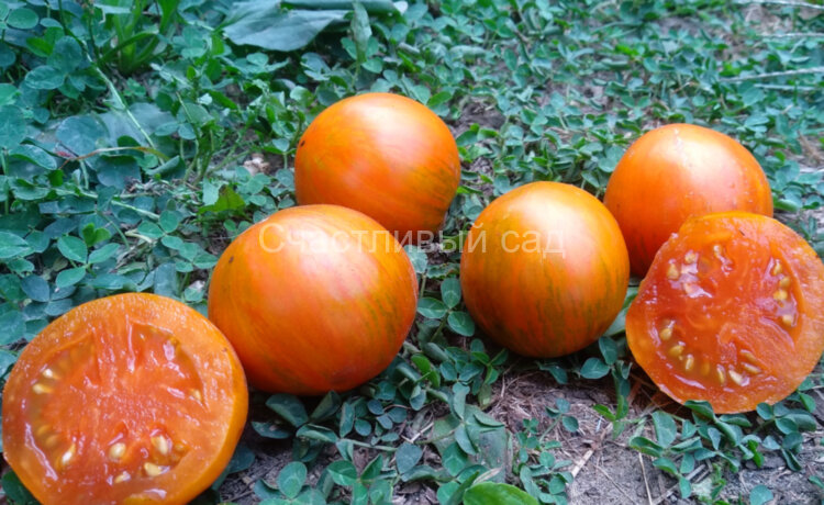 Jeremy's Stripes Dwarf (Гном полосатый Джереми) Jeremy's Stripes Dwarf (Гном полосатый Джереми)