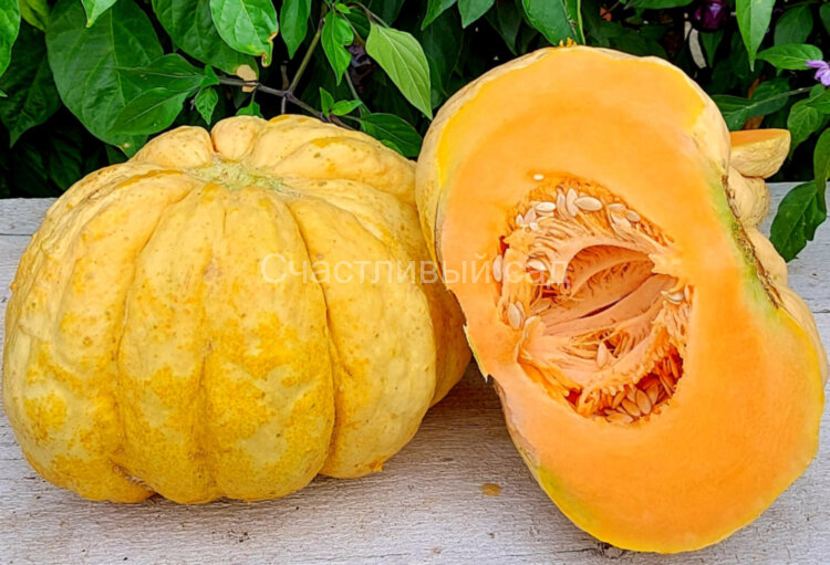 Дыня Prescott Fond Blanc (Прескотт Фонд Бланк)