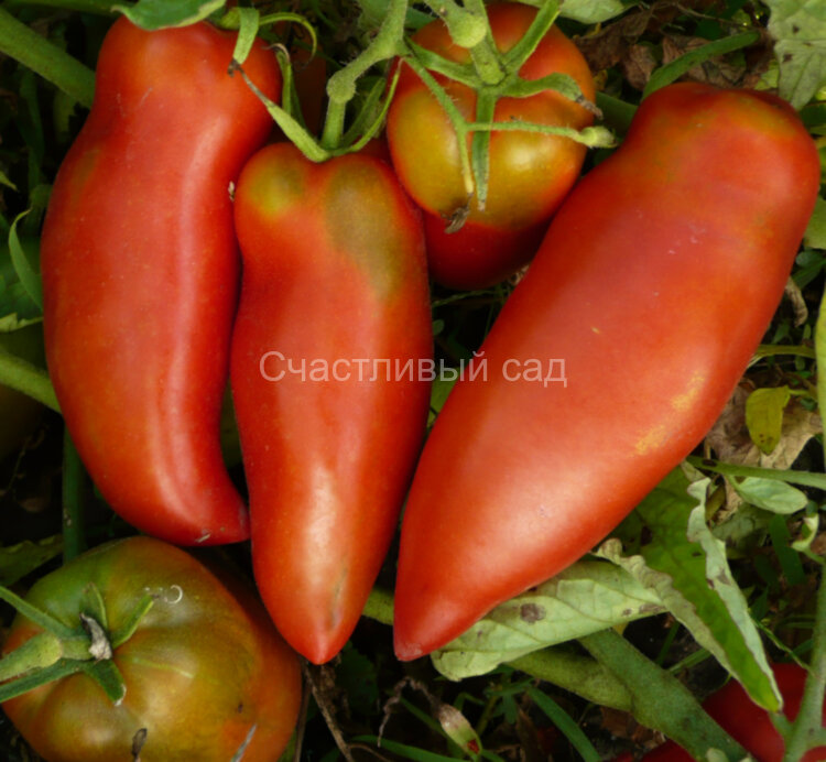 Американский длинноплодный