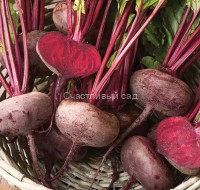 Свекла столовая Египетская плоская