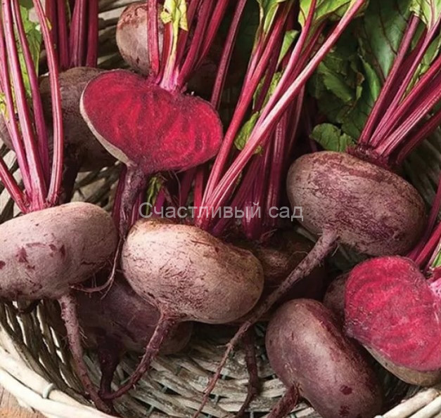 Свекла столовая Египетская плоская