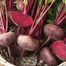 Свекла столовая Египетская плоская