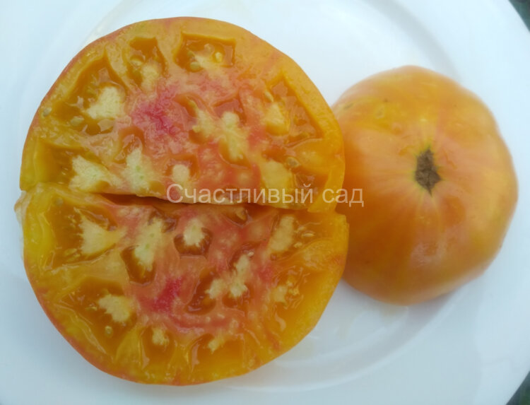 Big Orange Bicolor (Большой Оранжевый Двухцветный)