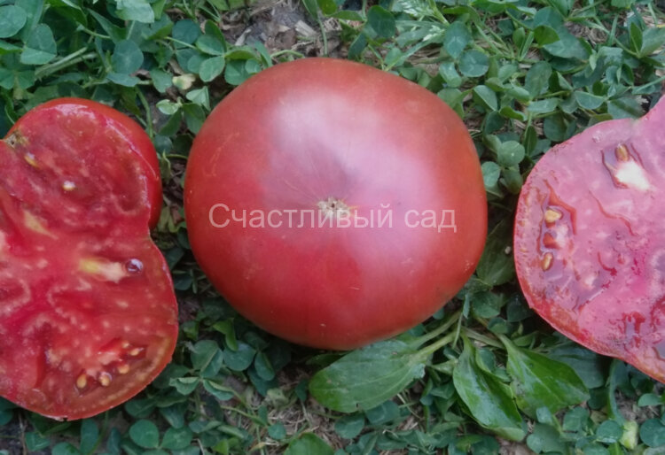 Black Bear (Черный медведь)