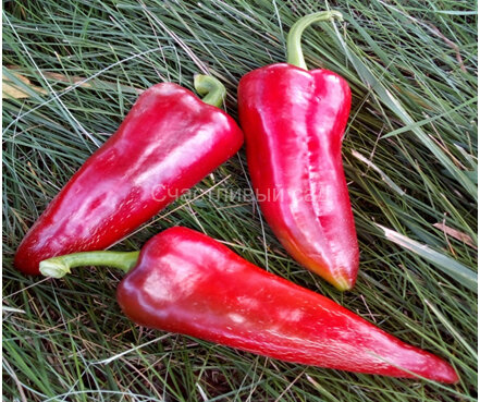 Перец Маркони Россо (Marconi Rosso)