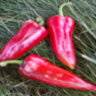 Перец Маркони Россо (Marconi Rosso)
