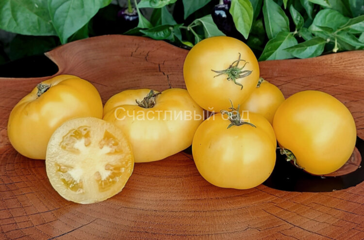 Pico's Pride Dwarf (Гном гордость Пико)