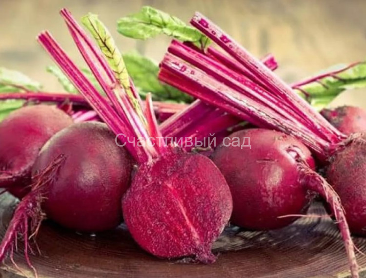 Свекла столовая Красный шар Свекла столовая Красный шар
