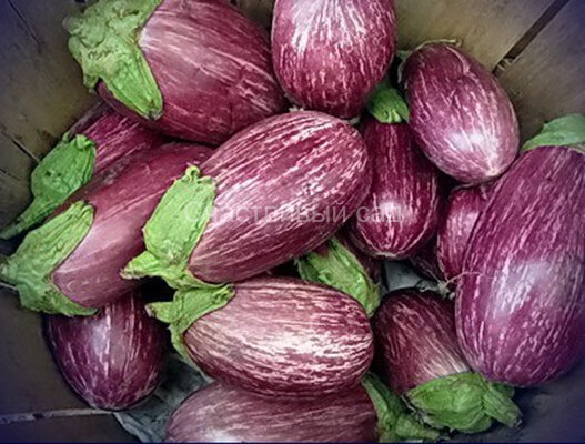 Баклажан Граффити