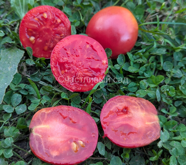 Павловская роза 