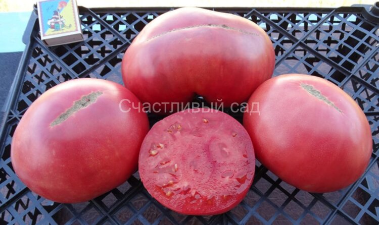 Valena Pink (Розовый Валена)