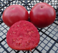 Giant Belgium (Гигант Бельгии)