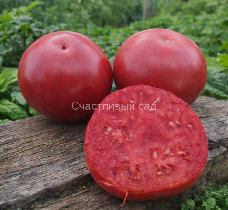 Giant Belgium (Гигант Бельгии)