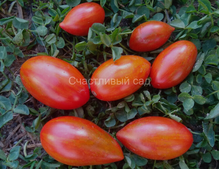 Tomarindo multicolor (Томариндо мультиколор)