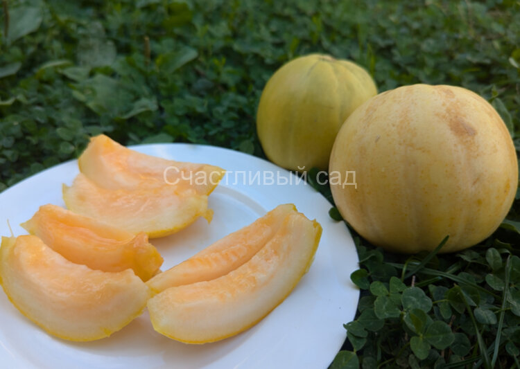 Дыня Круглая из Багдада