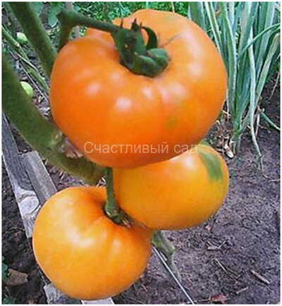 Earl of Edgecombe (Граф из Эджекомба)