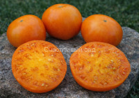 Саяногорский великан оранжевый