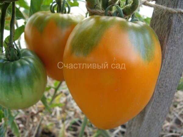 Медовый спас