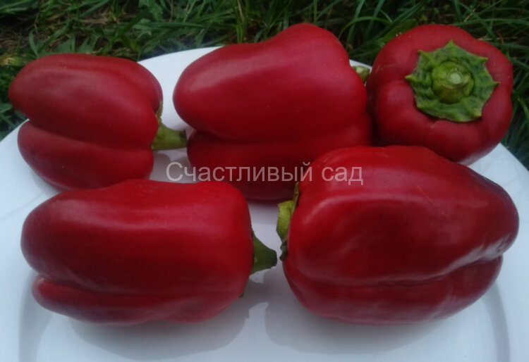 Перец Пурпурный колокол